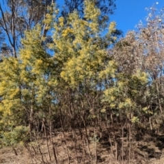 Acacia dealbata subsp. dealbata at Tarcutta, NSW - 30 Jul 2024 10:46 AM