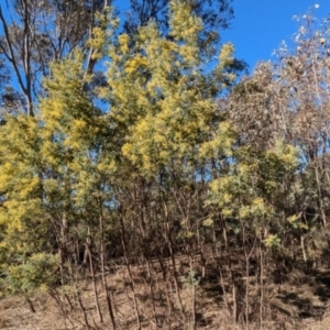 Acacia dealbata subsp. dealbata at Tarcutta, NSW - 30 Jul 2024