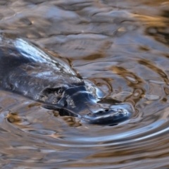 Ornithorhynchus anatinus (Platypus) at Queanbeyan, NSW - 1 Aug 2024 by davidcunninghamwildlife