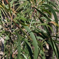 Acacia implexa (Hickory Wattle, Lightwood) at Tarcutta, NSW - 30 Jul 2024 by Darcy