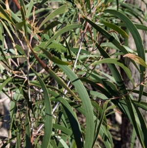 Acacia implexa at Tarcutta, NSW - 30 Jul 2024