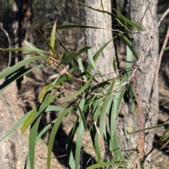 Acacia implexa at Tarcutta, NSW - 30 Jul 2024 10:52 AM
