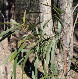 Acacia implexa at Tarcutta, NSW - 30 Jul 2024