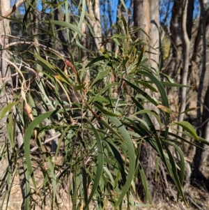 Acacia implexa at Tarcutta, NSW - 30 Jul 2024