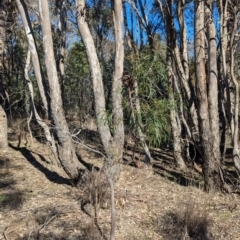 Acacia implexa at Tarcutta, NSW - 30 Jul 2024