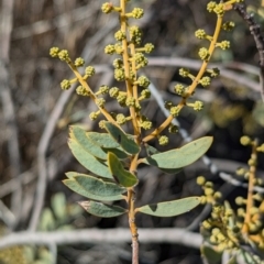 Acacia decora (Showy Wattle) at Tarcutta, NSW - 30 Jul 2024 by Darcy