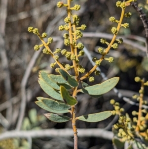 Acacia decora at Tarcutta, NSW - 30 Jul 2024 10:54 AM