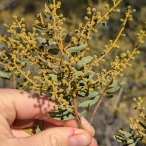 Acacia decora at Tarcutta, NSW - 30 Jul 2024 10:54 AM