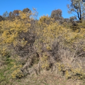 Acacia decora at Tarcutta, NSW - 30 Jul 2024 10:54 AM