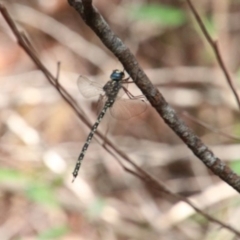 Austroaeschna multipunctata (Multi-spotted Darner) at Alpine, NSW - 11 Jan 2024 by JanHartog