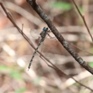 Austroaeschna multipunctata at Alpine, NSW - 11 Jan 2024 05:24 AM