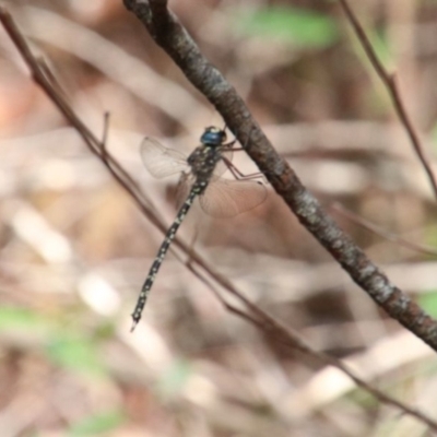 Austroaeschna obscura (Sydney Mountain Darner) at Alpine, NSW - 10 Jan 2024 by JanHartog