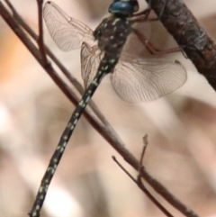 Austroaeschna obscura at Alpine, NSW - 11 Jan 2024