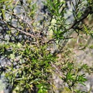 Ozothamnus conditus at Cotter River, ACT - 5 Dec 2023 12:40 PM