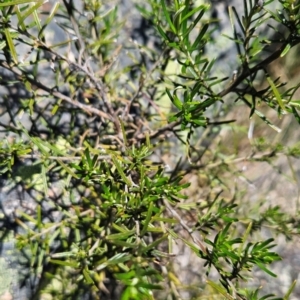 Ozothamnus conditus at Cotter River, ACT - 5 Dec 2023