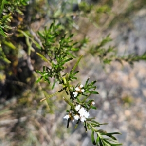 Ozothamnus conditus at Cotter River, ACT - 5 Dec 2023 12:40 PM