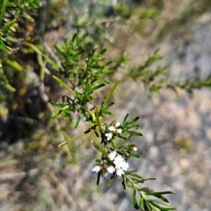 Ozothamnus conditus at Cotter River, ACT - 5 Dec 2023