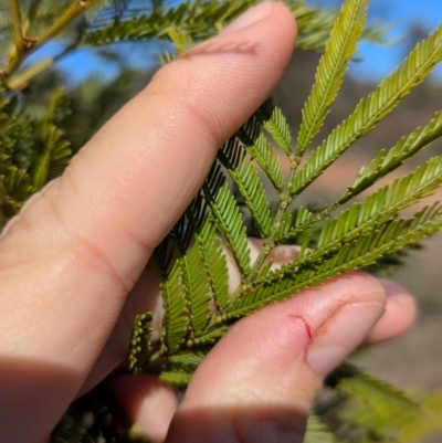 Acacia deanei subsp. deanei (Deane's Wattle) at Tarcutta, NSW - 30 Jul 2024 by Darcy