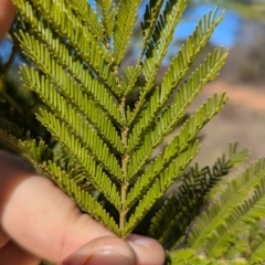 Acacia deanei subsp. deanei at Tarcutta, NSW - 30 Jul 2024 11:16 AM