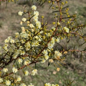 Acacia genistifolia at Tarcutta, NSW - 30 Jul 2024