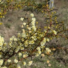 Acacia genistifolia at Tarcutta, NSW - 30 Jul 2024 11:19 AM