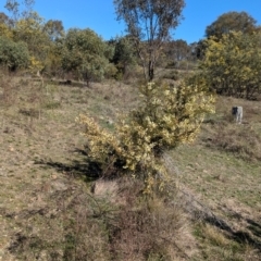 Acacia genistifolia at Tarcutta, NSW - 30 Jul 2024 11:19 AM