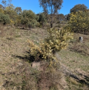 Acacia genistifolia at Tarcutta, NSW - 30 Jul 2024 11:19 AM