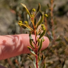 Acacia buxifolia subsp. buxifolia (Box-leaf Wattle) at Tarcutta, NSW - 30 Jul 2024 by Darcy