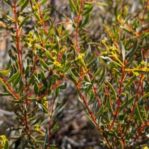 Acacia buxifolia subsp. buxifolia at Tarcutta, NSW - 30 Jul 2024