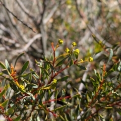 Acacia buxifolia subsp. buxifolia at Tarcutta, NSW - 30 Jul 2024 11:23 AM