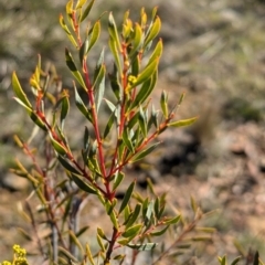 Acacia buxifolia subsp. buxifolia at Tarcutta, NSW - 30 Jul 2024 11:23 AM