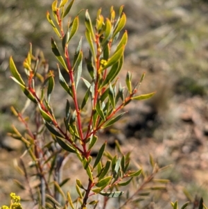 Acacia buxifolia subsp. buxifolia at Tarcutta, NSW - 30 Jul 2024