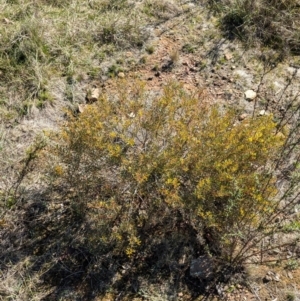 Acacia buxifolia subsp. buxifolia at Tarcutta, NSW - 30 Jul 2024