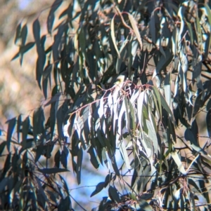 Ptilotula fusca at Tarcutta, NSW - 30 Jul 2024