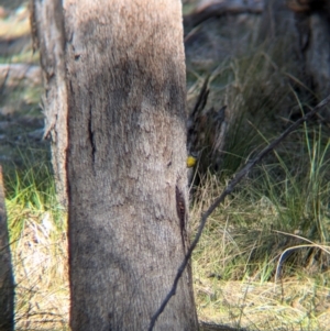 Eopsaltria australis at Tarcutta, NSW - 30 Jul 2024