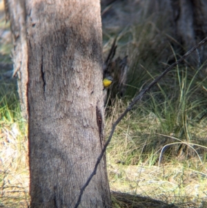 Eopsaltria australis at Tarcutta, NSW - 30 Jul 2024