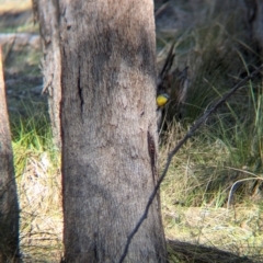 Eopsaltria australis at Tarcutta, NSW - 30 Jul 2024