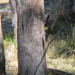 Eopsaltria australis at Tarcutta, NSW - 30 Jul 2024