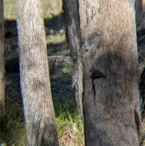 Eopsaltria australis at Tarcutta, NSW - 30 Jul 2024