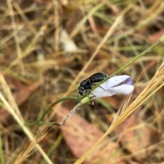 Lasioglossum (Chilalictus) sp. (genus & subgenus) (Halictid bee) at Higgins, ACT - 21 Nov 2023 by Jennybach