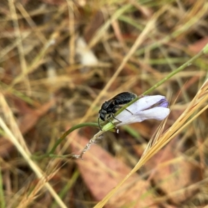 Lasioglossum (Chilalictus) sp. (genus & subgenus) at Higgins, ACT - 21 Nov 2023