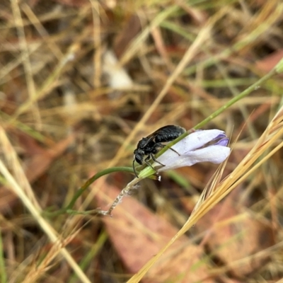 Lasioglossum (Chilalictus) sp. (genus & subgenus) (Halictid bee) at Higgins, ACT - 21 Nov 2023 by Jennybach