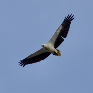 Haliaeetus leucogaster at North Haven, NSW - 27 Nov 2023