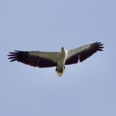 Haliaeetus leucogaster at North Haven, NSW - 27 Nov 2023