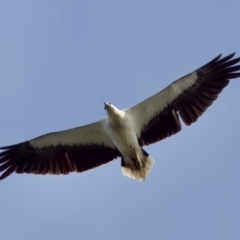 Haliaeetus leucogaster at North Haven, NSW - 27 Nov 2023