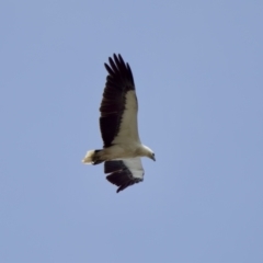 Haliaeetus leucogaster at North Haven, NSW - 27 Nov 2023