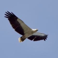 Haliaeetus leucogaster at North Haven, NSW - 27 Nov 2023 04:02 PM