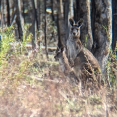 Macropus giganteus (Eastern Grey Kangaroo) at Tarcutta, NSW - 30 Jul 2024 by Darcy