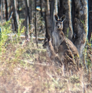 Macropus giganteus at Tarcutta, NSW - 30 Jul 2024