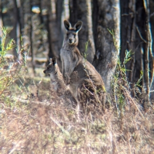 Macropus giganteus at Tarcutta, NSW - 30 Jul 2024